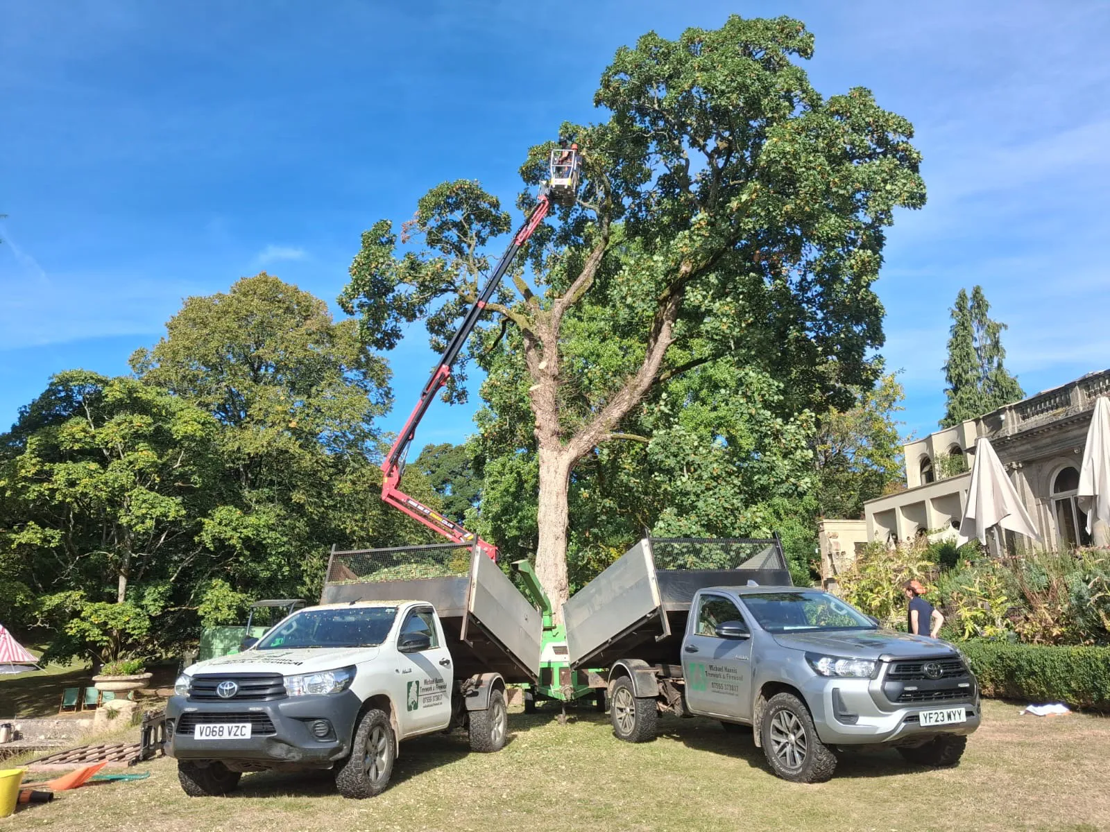 michael hannis trees